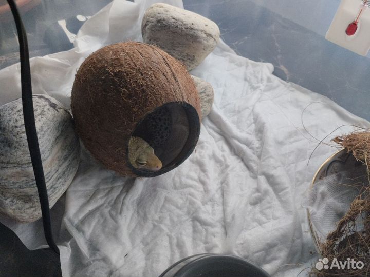 Пятнистый эублефар