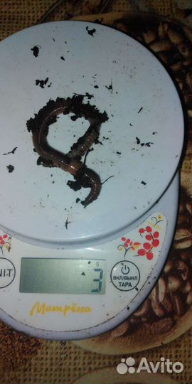 Черви Дендробене для рыбалки