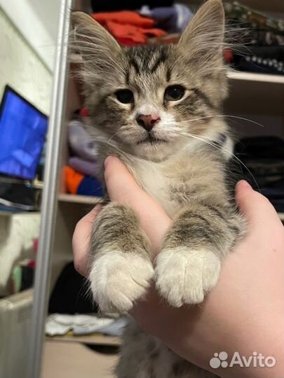 Котенок кот Кирсон