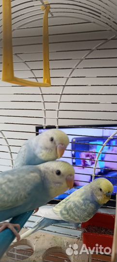 Птенцы волнистых попугаев