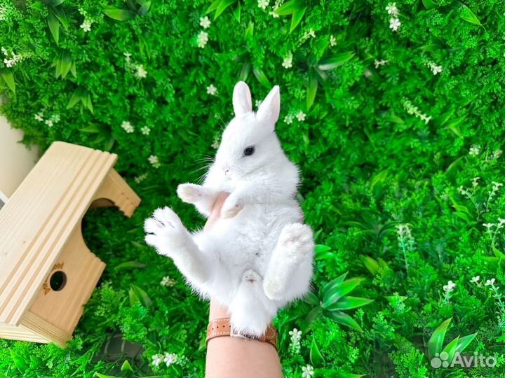 Карликовый кролик королевский редкий