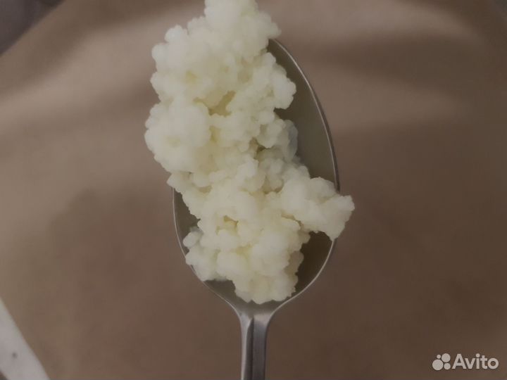 Тибетский молочный гриб