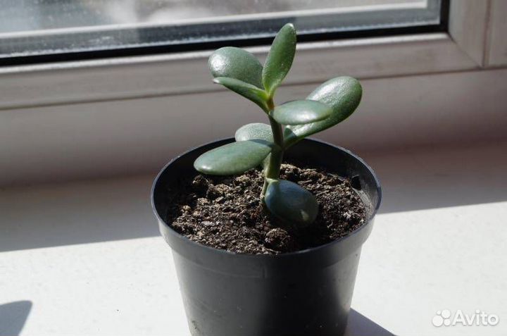 Красула толстянка