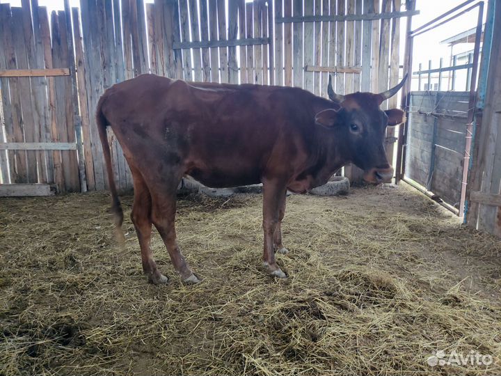 Коровы и бычки