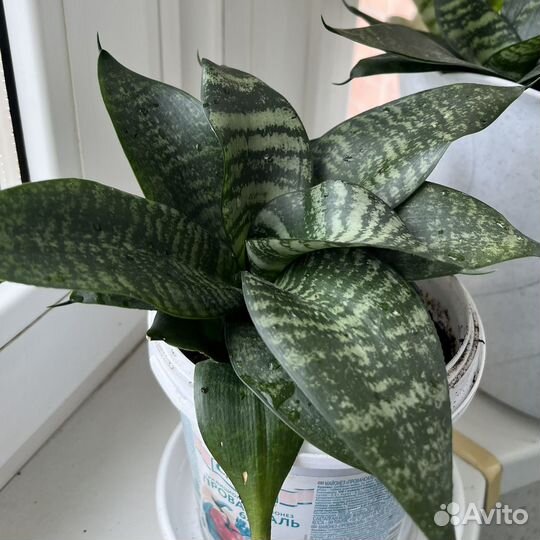 Сансевиерия