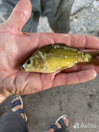 Продается рыба на зарыбление
