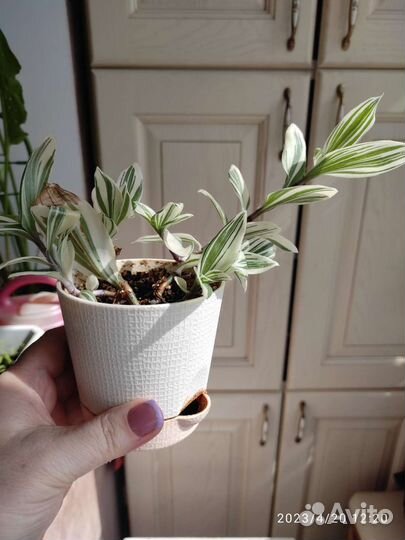 Традесканция белая