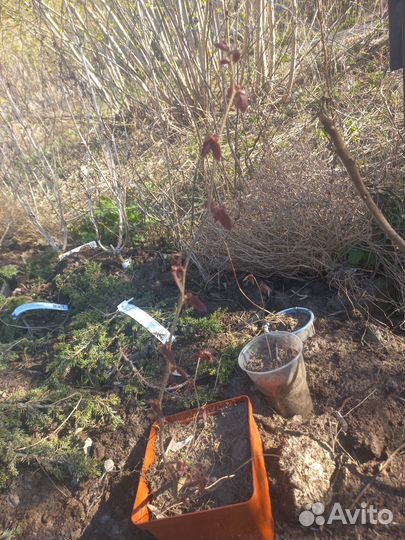 Лещина краснолистная (орешник)