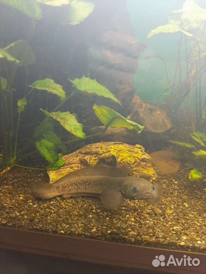 Змееголовы