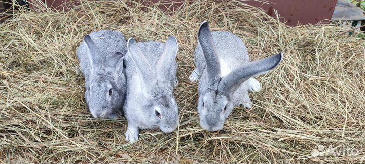 Советская шиншилла