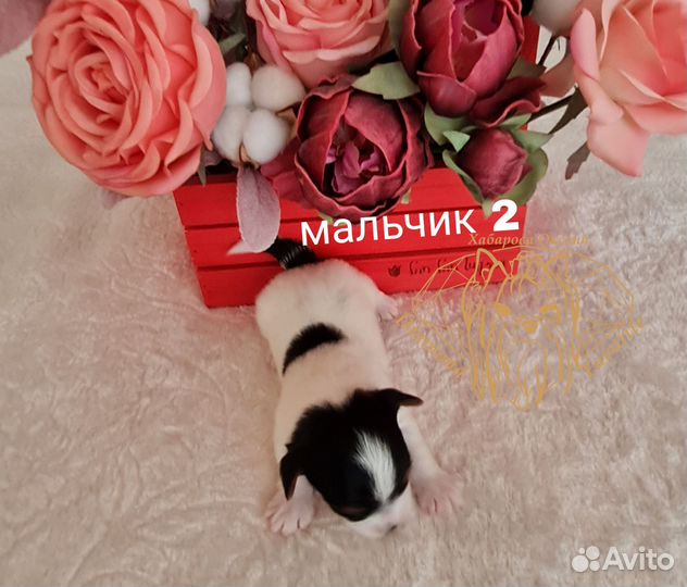 Щенки бивер йорка