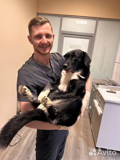 Ветеринарный врач