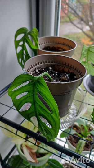 Комнатные цветы