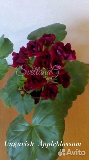 Пеларгонии сортовые