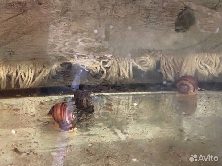 Улитки ампулярии