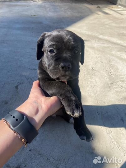 Щенки кане Корсо