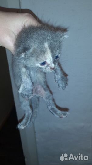 Кошки в добрые руки