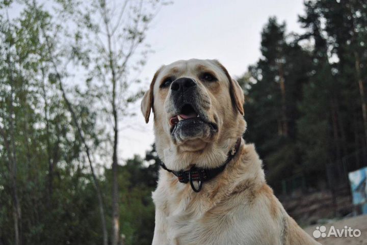 Кобель лабрадора вязка