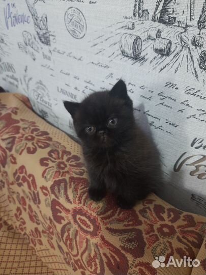 Котята экзоты