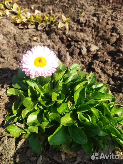 Маргаритки