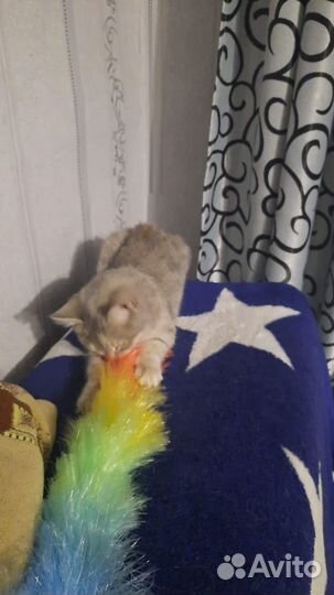 Кошка в дар