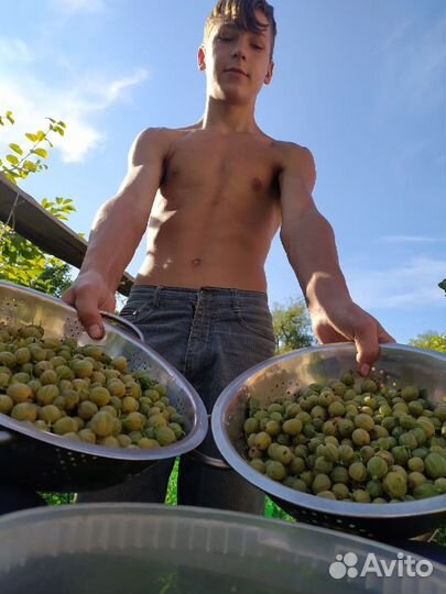 Овощи, фрукты, ягоды свежего урожая