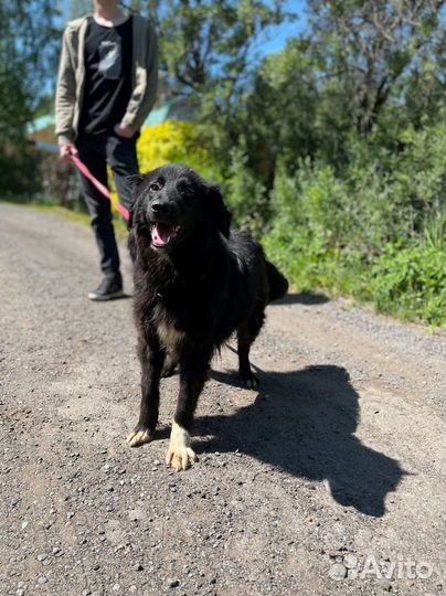 Собака девочка