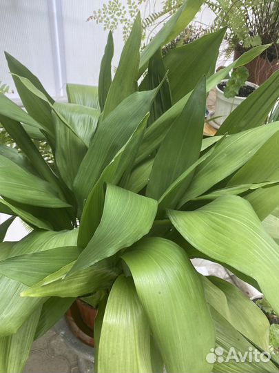 Фиалка, драцена