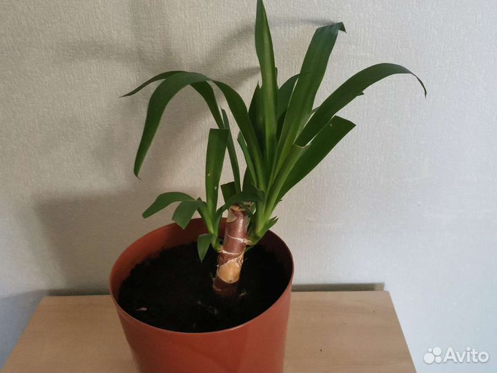 Юкка