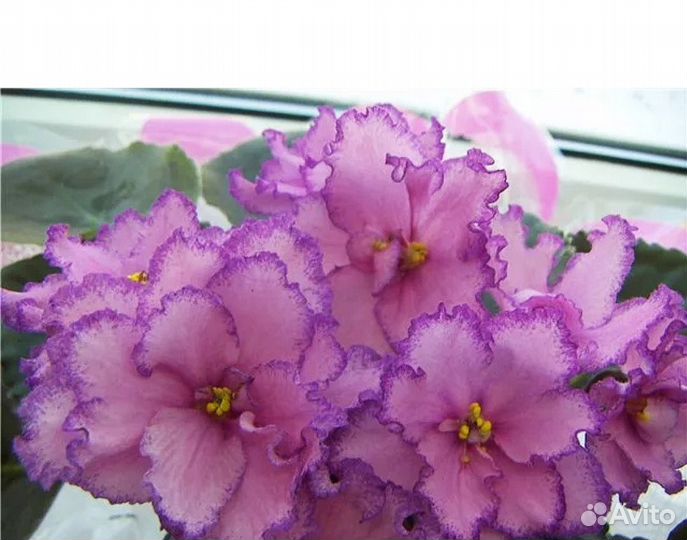 Взрослые фиалки, детки, укорененные листы