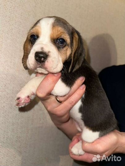 Бигль щенки