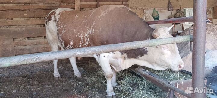 Быки и бараны