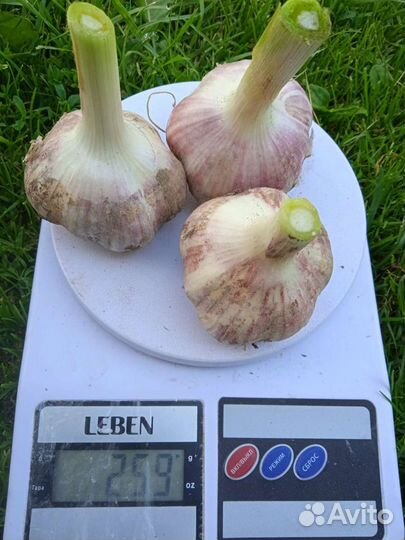 Чеснок на посадку