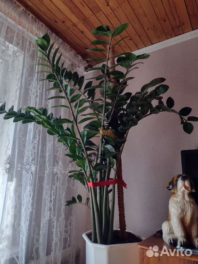 Замиокулькас комнатные растения