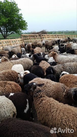 Бараны Дорперы Овцы ягнята