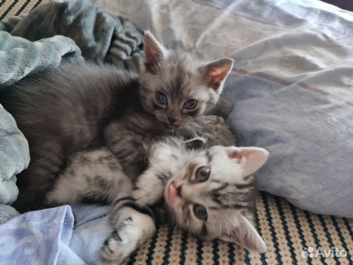 Кошки в добрые руки породистые