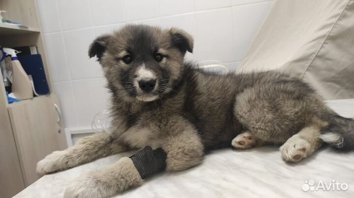 Щенок даром