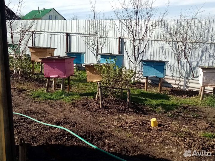 Ульи с пчелами