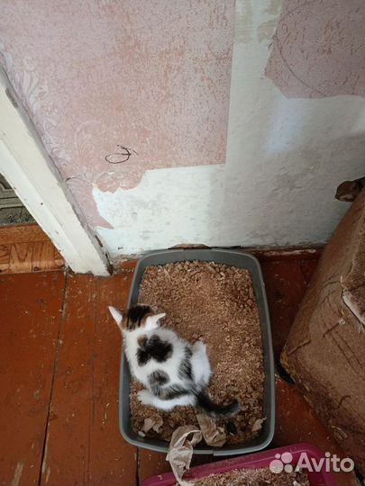 Отдам котенка