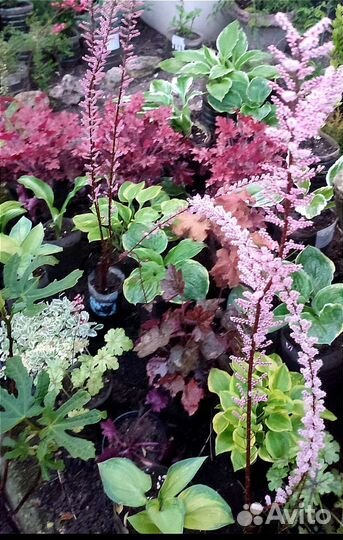 Красота у вашего дома