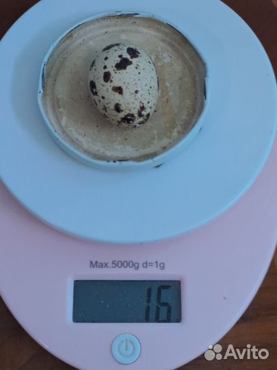 Радонежские и Феникс Серебристый