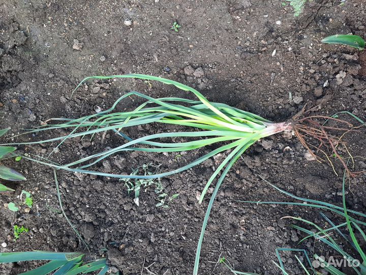 Книфофия для сада