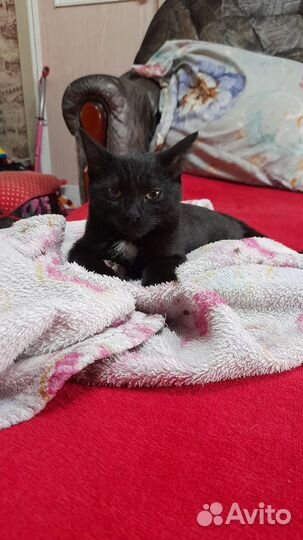 Отдам в добрые руки маленькую кошечку