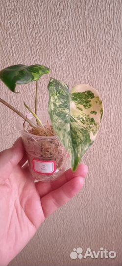 Филодендрон Бурле макс вариегатный