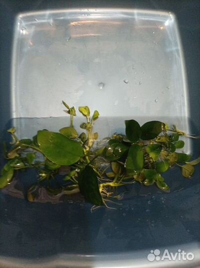 Аквариумные растения анубиас