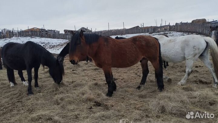 Продам жеребца