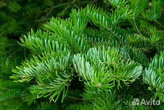 Пихта саженцы