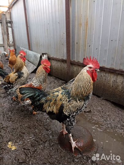 Молодые петухи