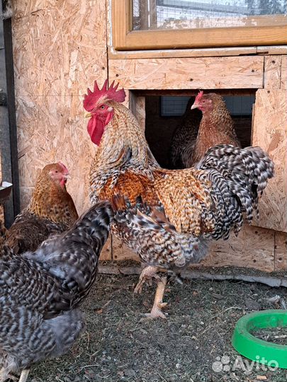 Билефельдер петух