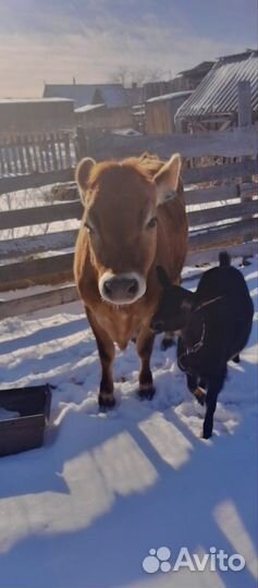 Джерсейская телка